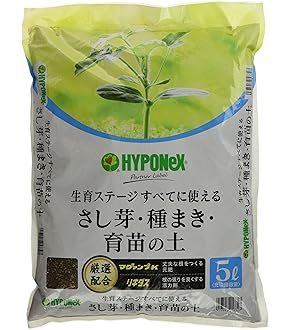 Amazon.co.jp: 【種子】Yucca Rostrata ◇ユッカ・ロストラータ